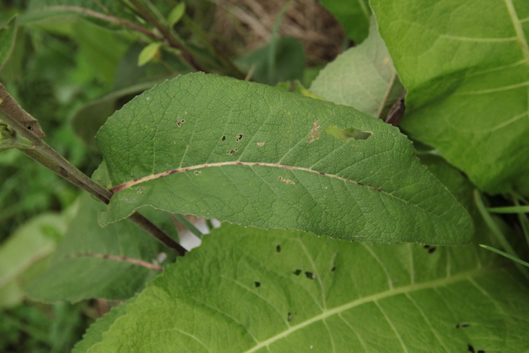 Image of Inula helenium specimen.