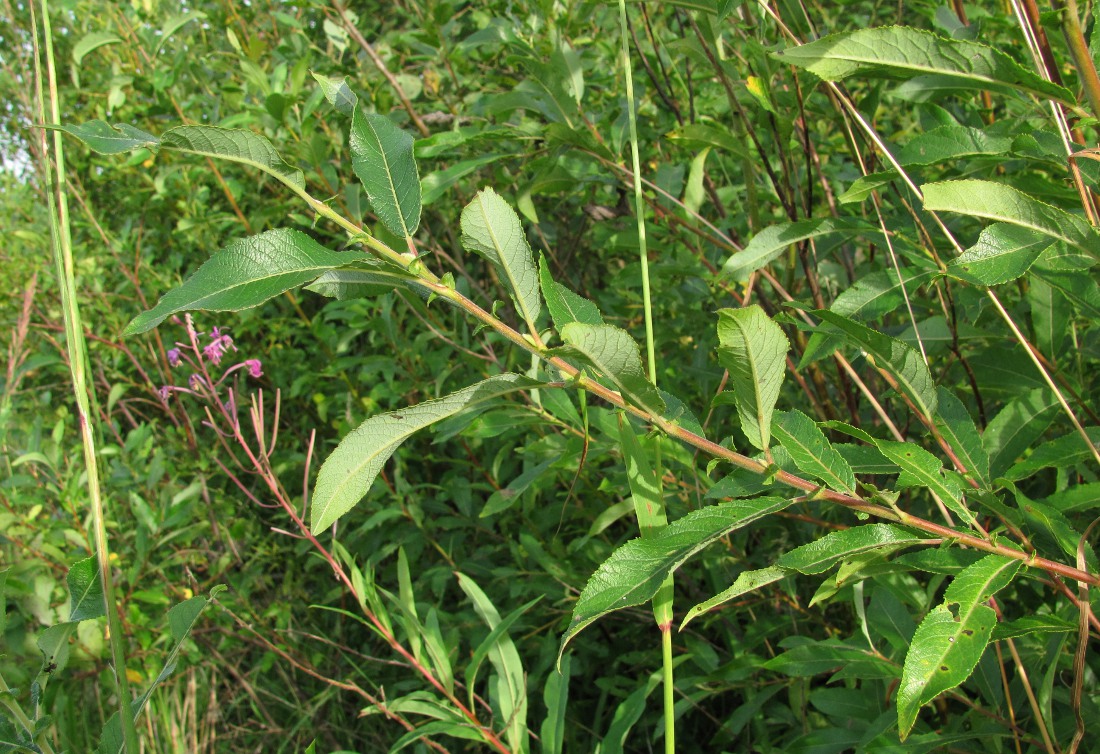 Image of Salix &times; tetrapla specimen.