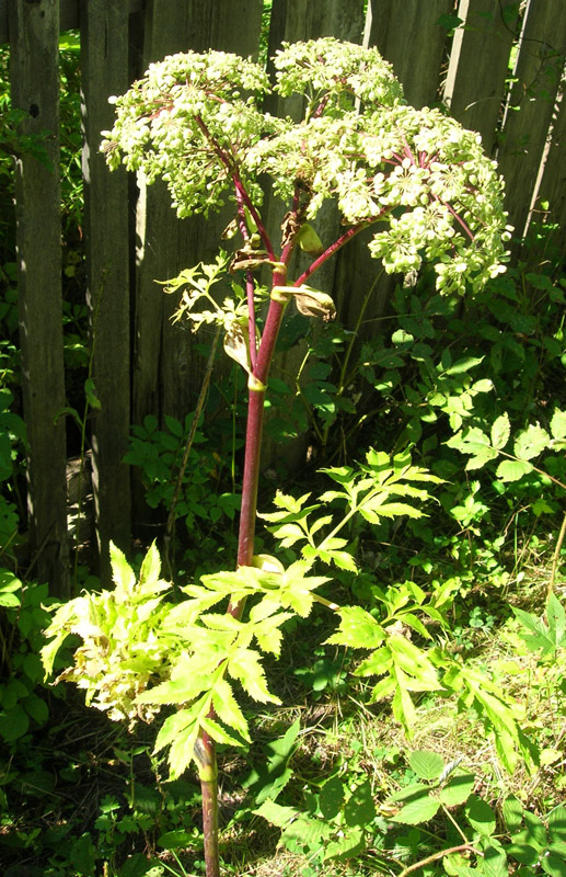 Image of Angelica dahurica specimen.