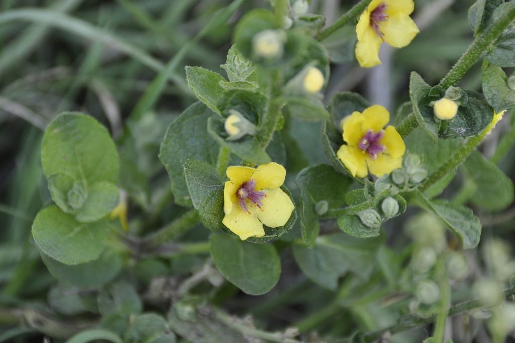 Image of genus Verbascum specimen.