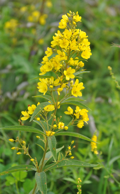 Image of Lysimachia davurica specimen.