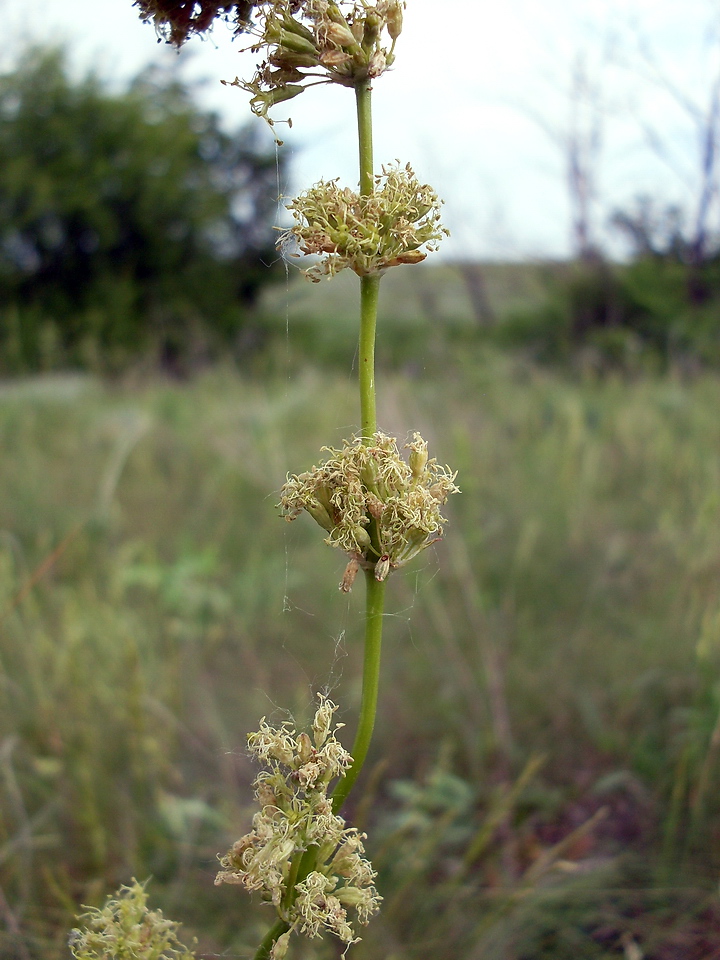 Image of Silene chersonensis specimen.