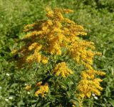 род Solidago. Верхушка цветущего растения. Владивосток, Ботанический сад-институт ДВО РАН. 13.09.2009.