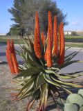 genus Aloe. Цветущее растение. Израиль, г. Беэр-Шева, городское озеленение. Август 2004 г.