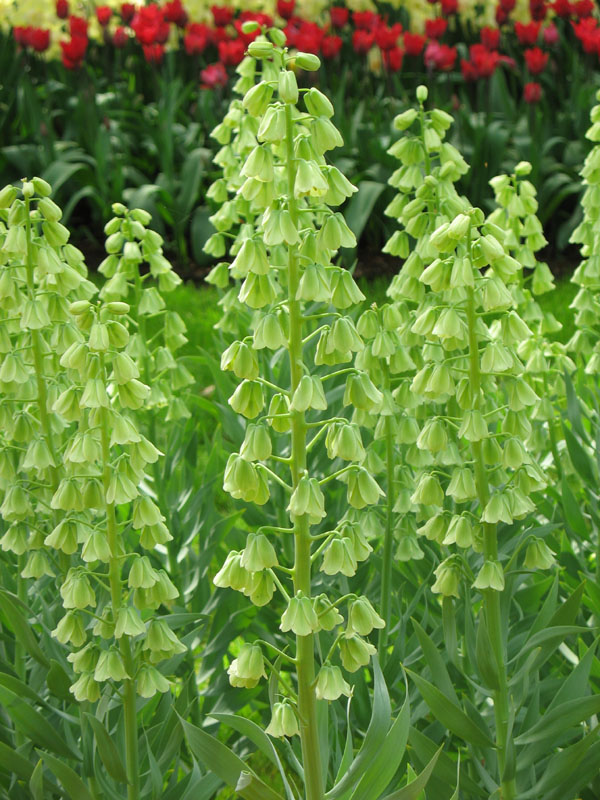 Изображение особи Fritillaria persica.