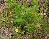 Potentilla fragarioides. Цветущее растение. Хабаровский край, Ванинский р-н, окр. пос. Высокогорный. 13.06.2012.