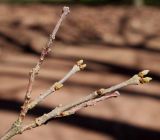 Chimonanthus praecox. Верхушка веточки с развивающимися почками. Германия, г. Krefeld, ботанический сад. 07.04.2013.