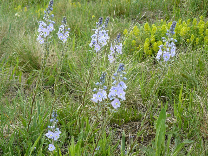 Image of Veronica gentianoides specimen.