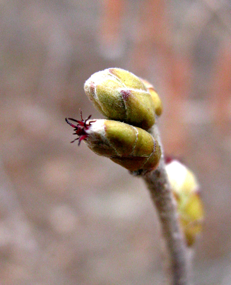 Изображение особи Corylus avellana.