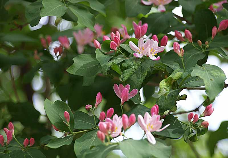 Image of Lonicera tatarica specimen.