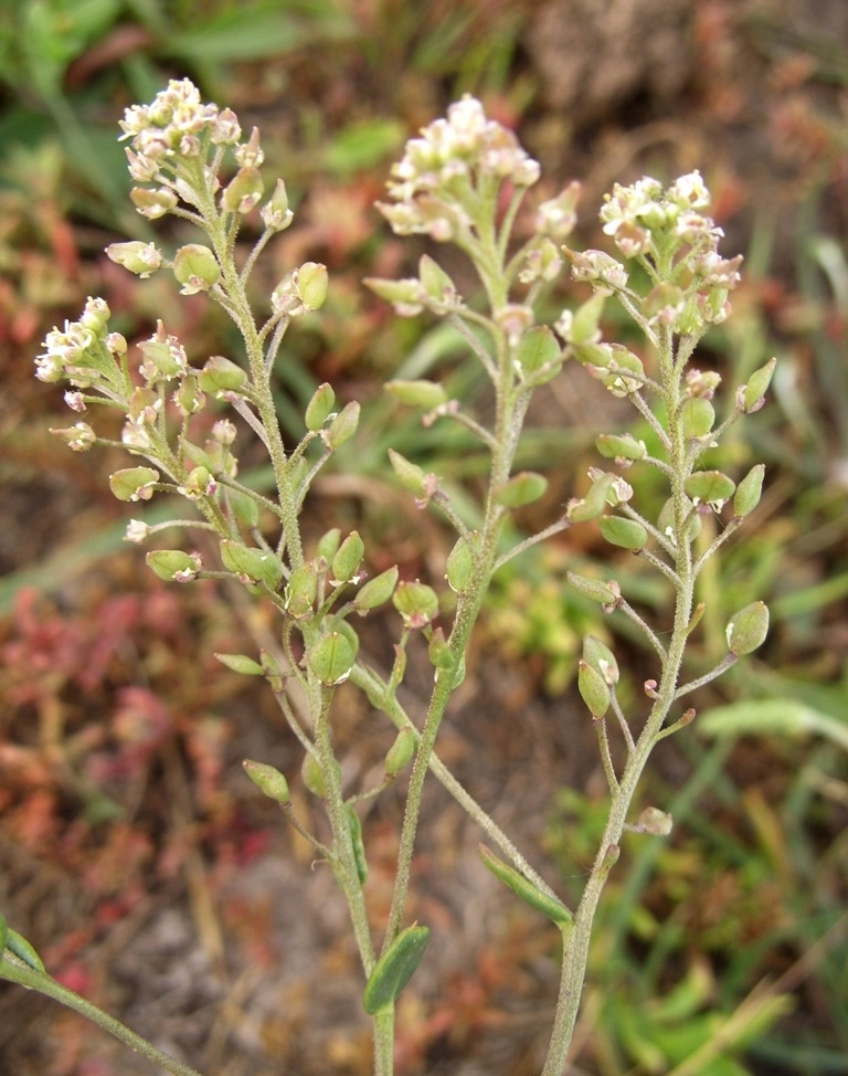 Image of Lepidium cartilagineum specimen.