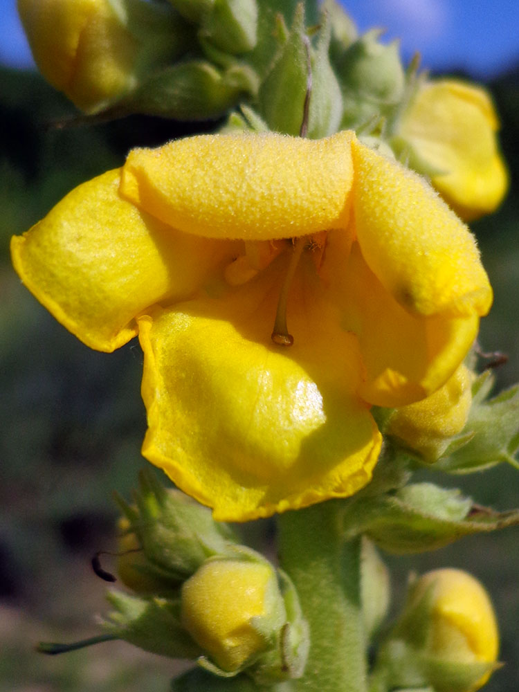 Image of Verbascum phlomoides specimen.