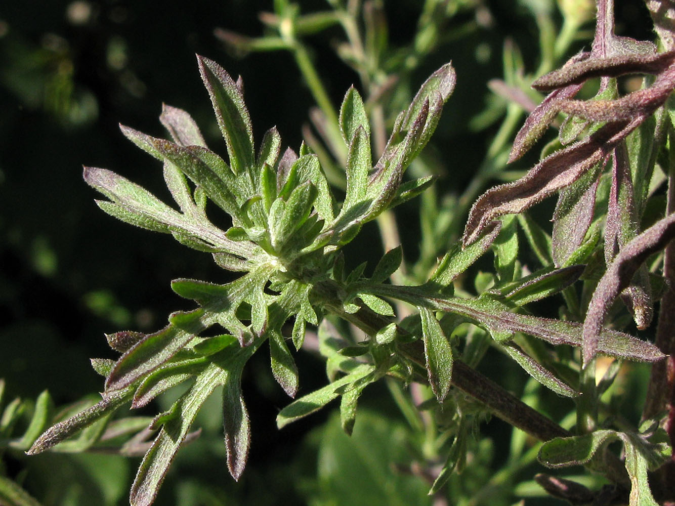 Image of Centaurea biebersteinii specimen.