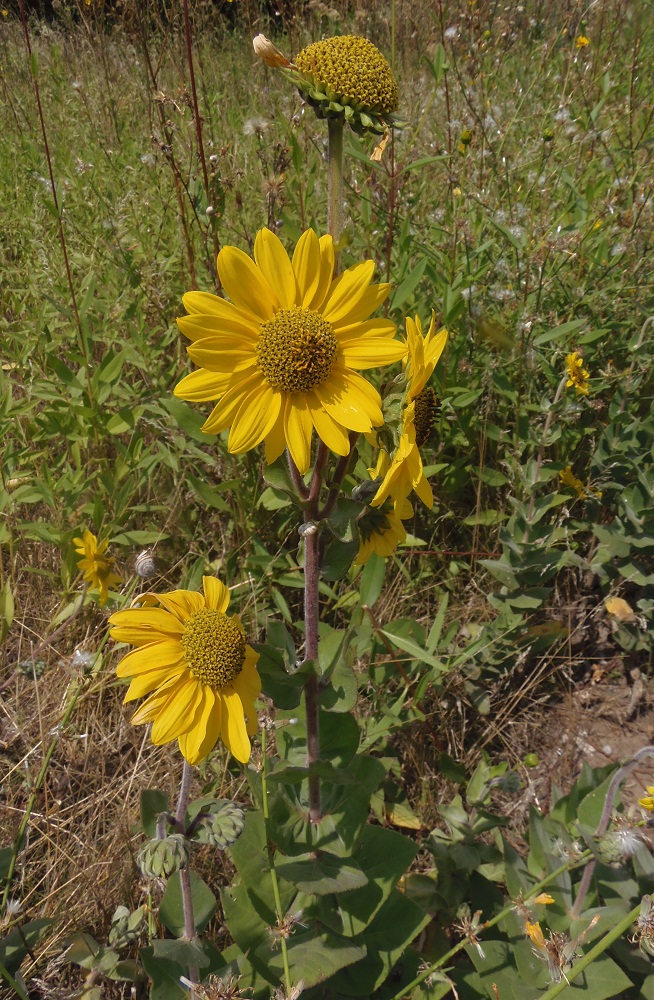 Image of Helianthus mollis specimen.