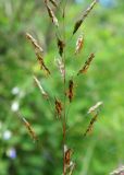 Spodiopogon sibiricus. Часть соцветия. Приморский край, окр. г. Находка, заросли кустарников. 25.08.2013.