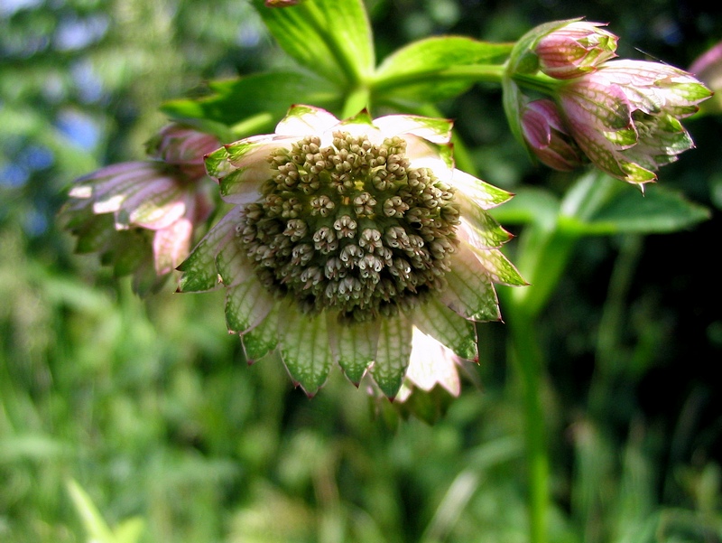 Image of Astrantia major specimen.