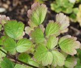 Thalictrum flavum. Листья. Германия, г. Krefeld, Ботанический сад. 06.08.2013.