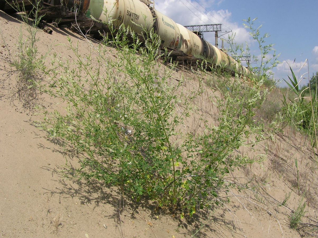 Изображение особи Melilotus albus.