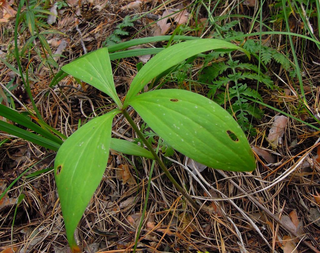 Изображение особи Lilium pilosiusculum.