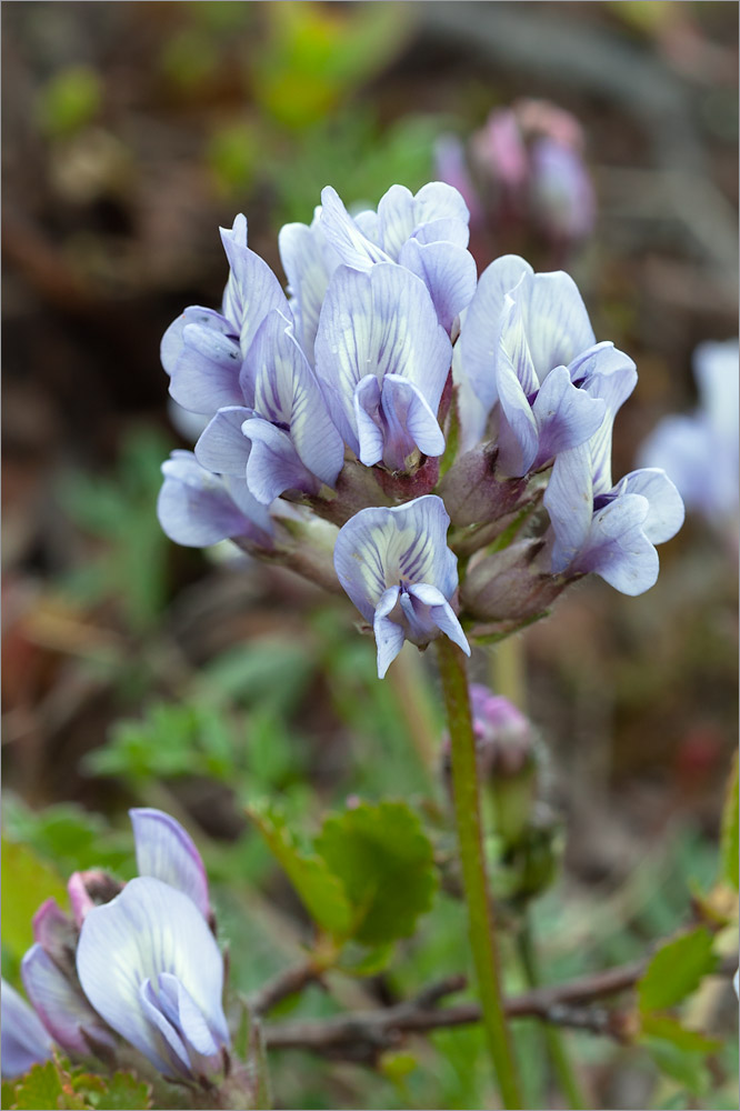 Изображение особи Oxytropis sordida.