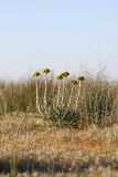 Pseudohandelia umbellifera. Цветущие растения. Южный Казахстан, восточная граница пустыни Кызылкум. 05.05.2013.
