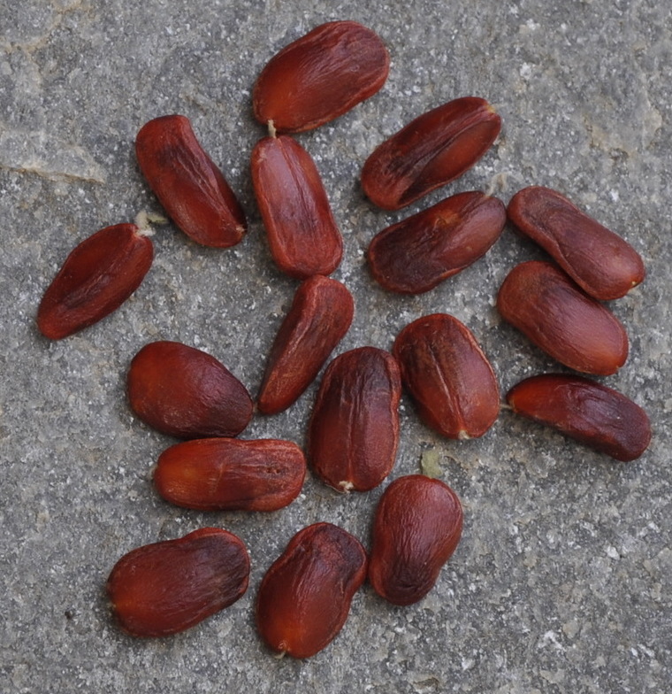 Image of Magnolia grandiflora specimen.