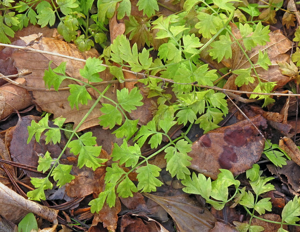 Image of familia Apiaceae specimen.