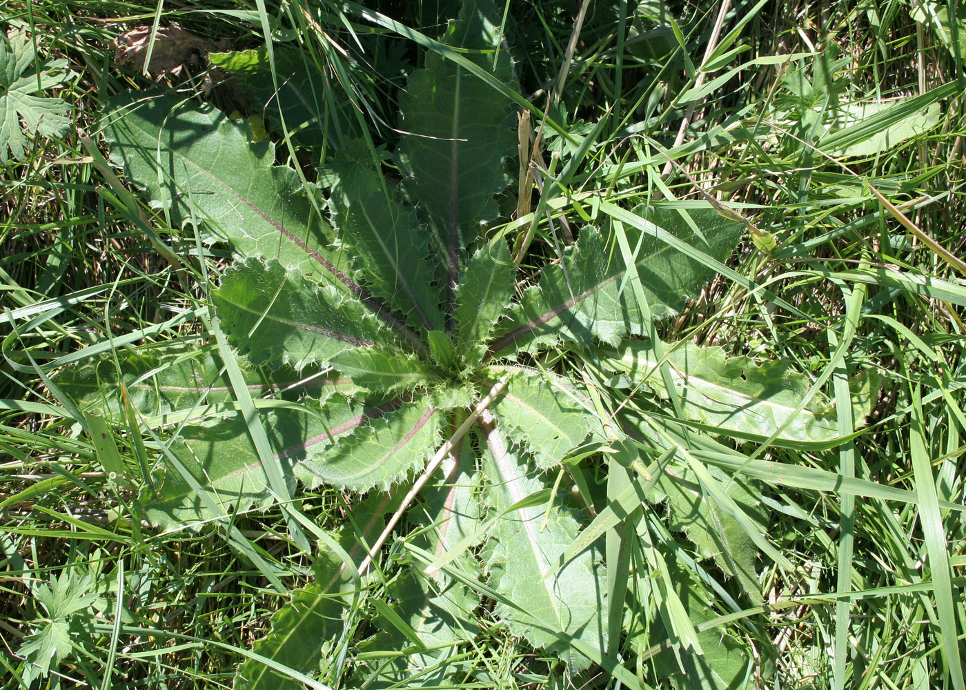 Изображение особи Cirsium esculentum.