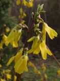 Forsythia europaea. Верхушка побега с цветками. Украина, г. Запорожье, Запорожский детский ботанический сад. 30.03.2014.