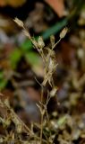 Arenaria leptoclados ssp. viscidula