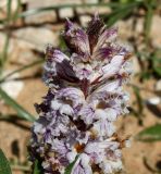 Orobanche crenata. Верхняя часть соцветия. Хозяин - Gazania. Израиль, Большой Тель-Авив, г. Рамат-Авив, обочина дороги вдоль слабо закреплённых приморских песков. 27.03.2014.