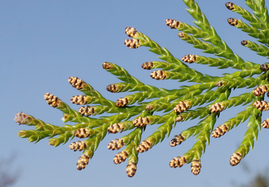 Image of Chamaecyparis pisifera specimen.