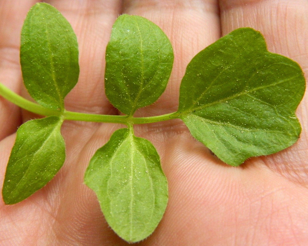 Image of Cardamine amara specimen.