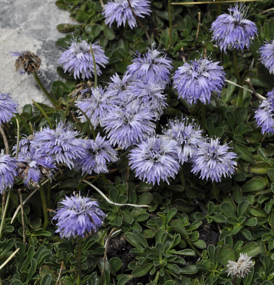 Изображение особи Globularia cordifolia.