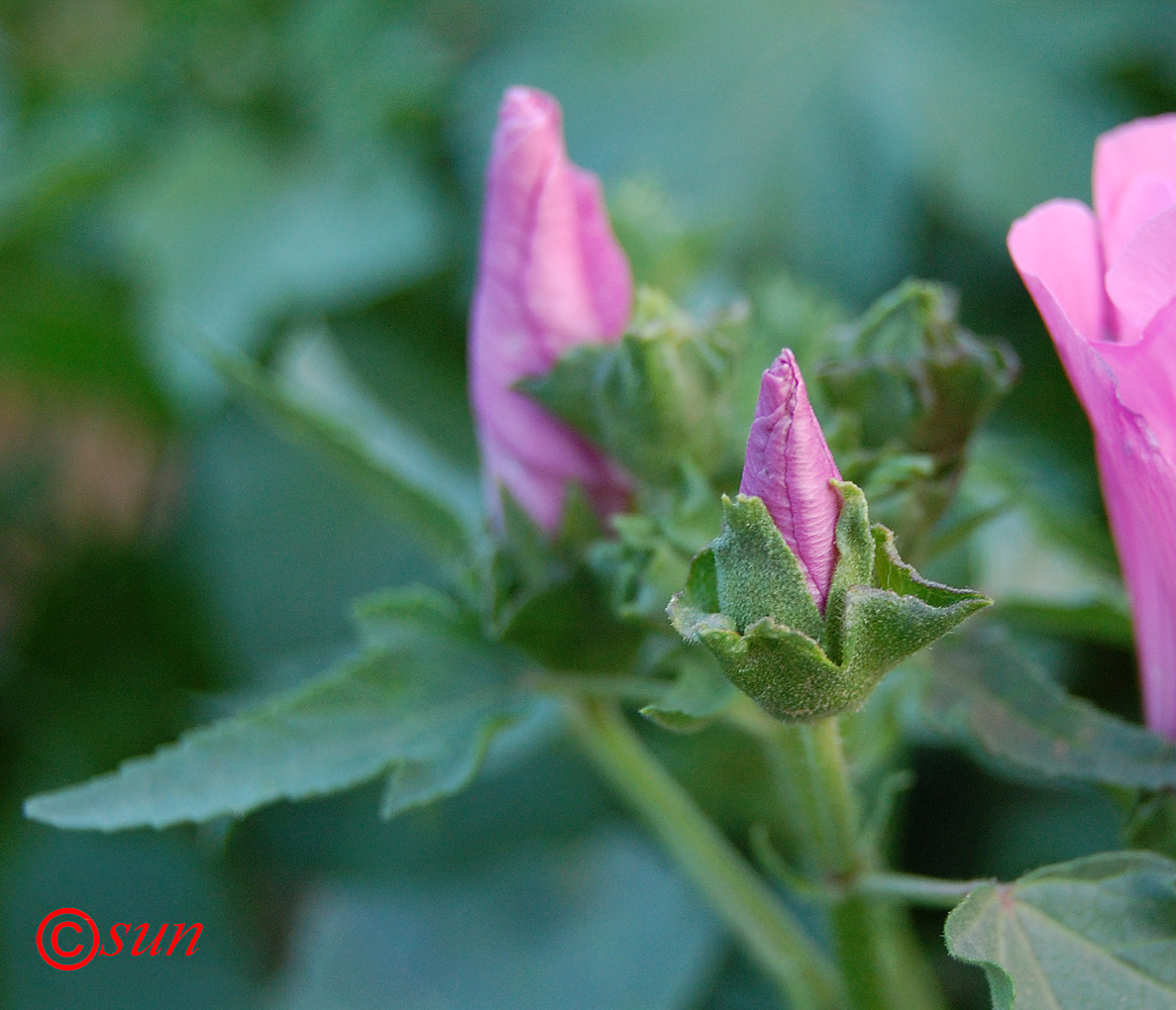 Image of Malva trimestris specimen.