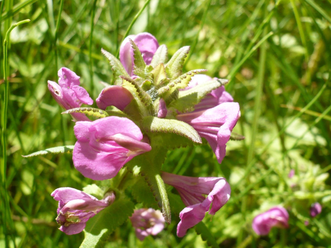 Изображение особи Pedicularis resupinata.