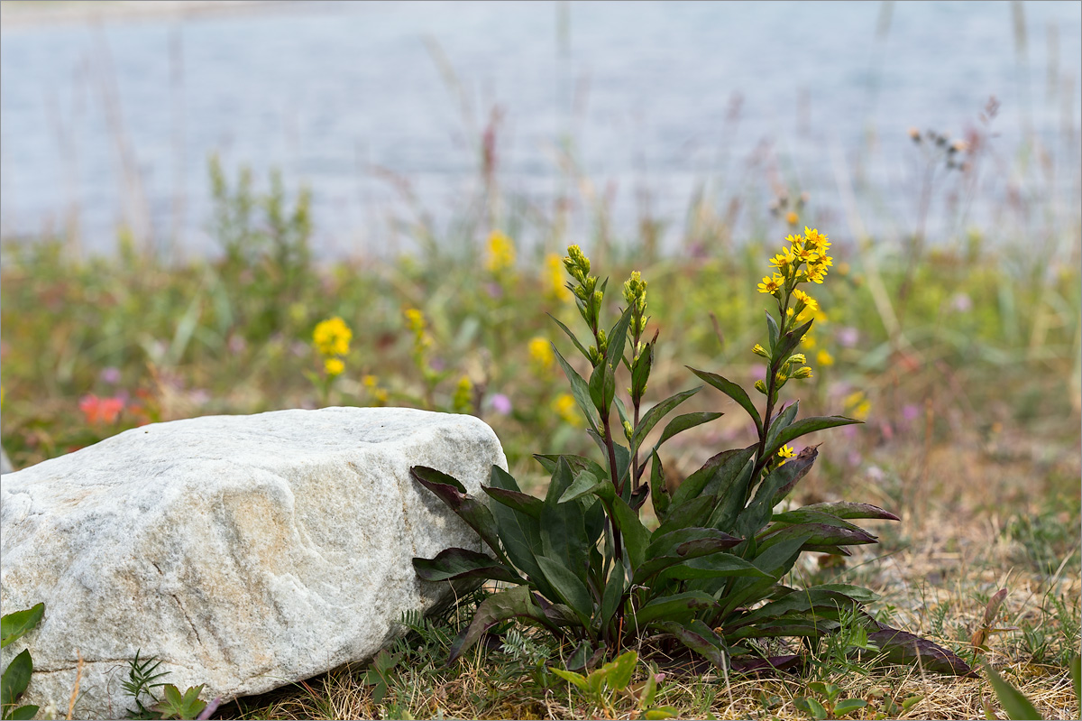 Изображение особи Solidago virgaurea ssp. lapponica.