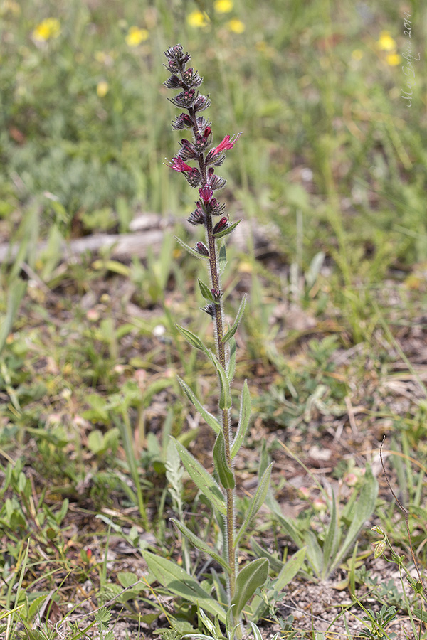 Image of Echium popovii specimen.