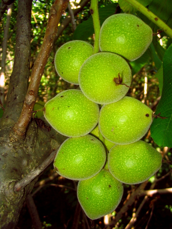 Image of Juglans ailanthifolia var. cordiformis specimen.