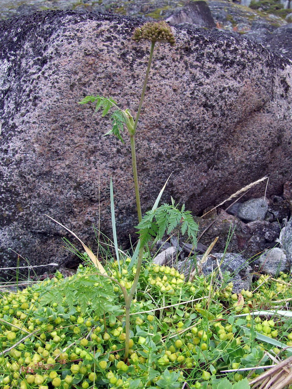 Image of Conioselinum tataricum specimen.