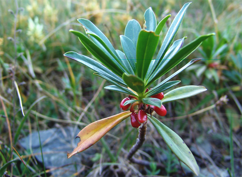 Image of Daphne glomerata specimen.