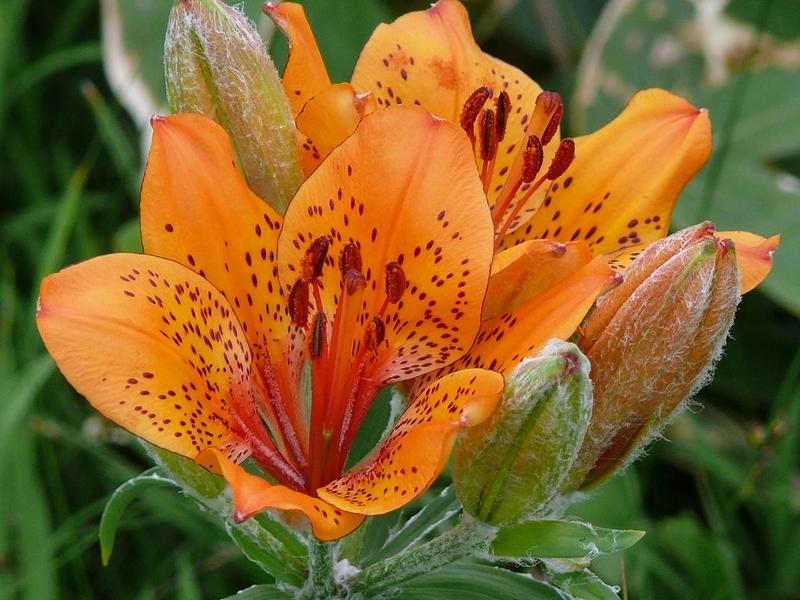 Image of Lilium pensylvanicum specimen.