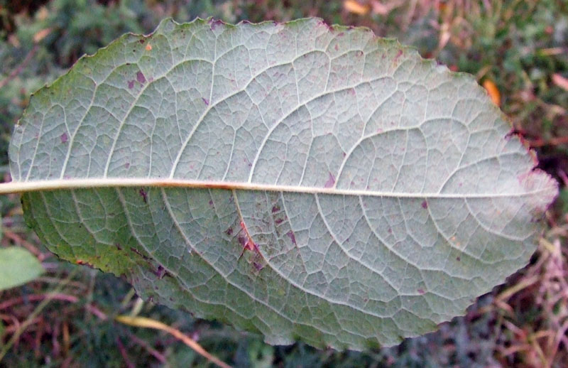 Image of Salix caprea specimen.