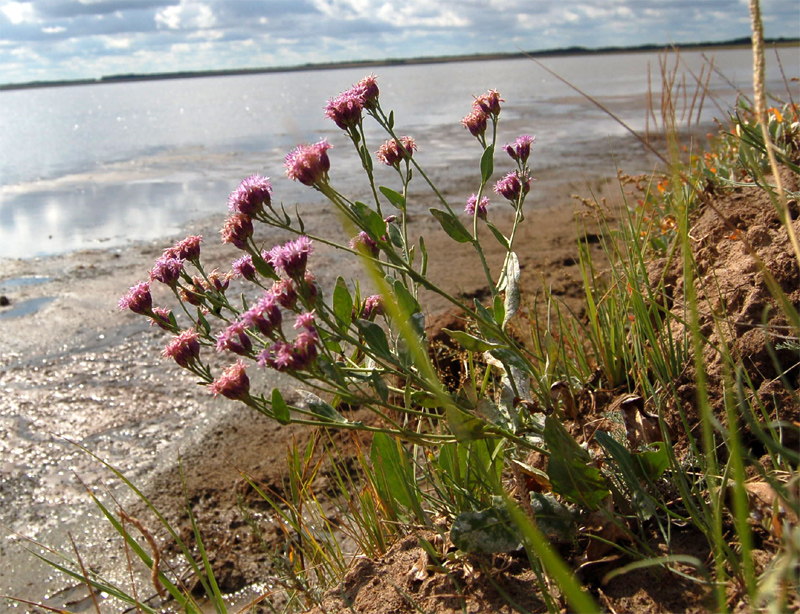 Image of Saussurea salsa specimen.