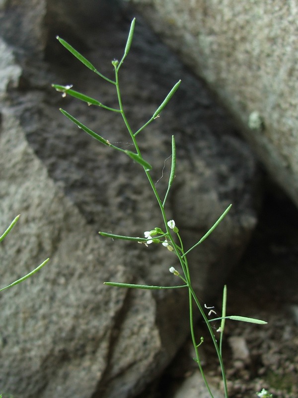 Изображение особи Arabidopsis thaliana.