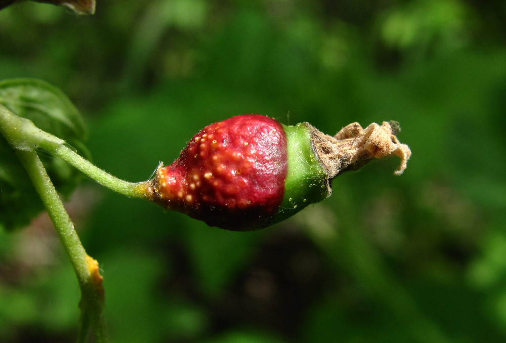 Изображение особи Ribes nigrum.