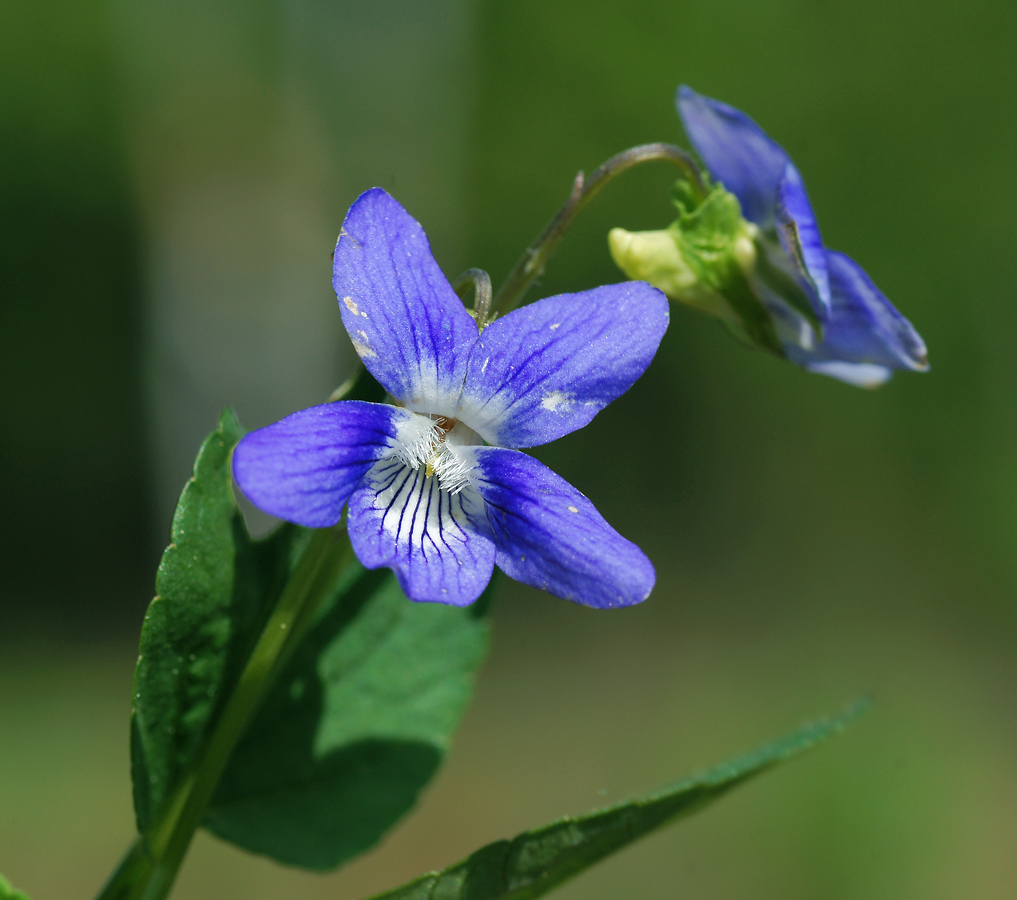 Image of Viola canina specimen.