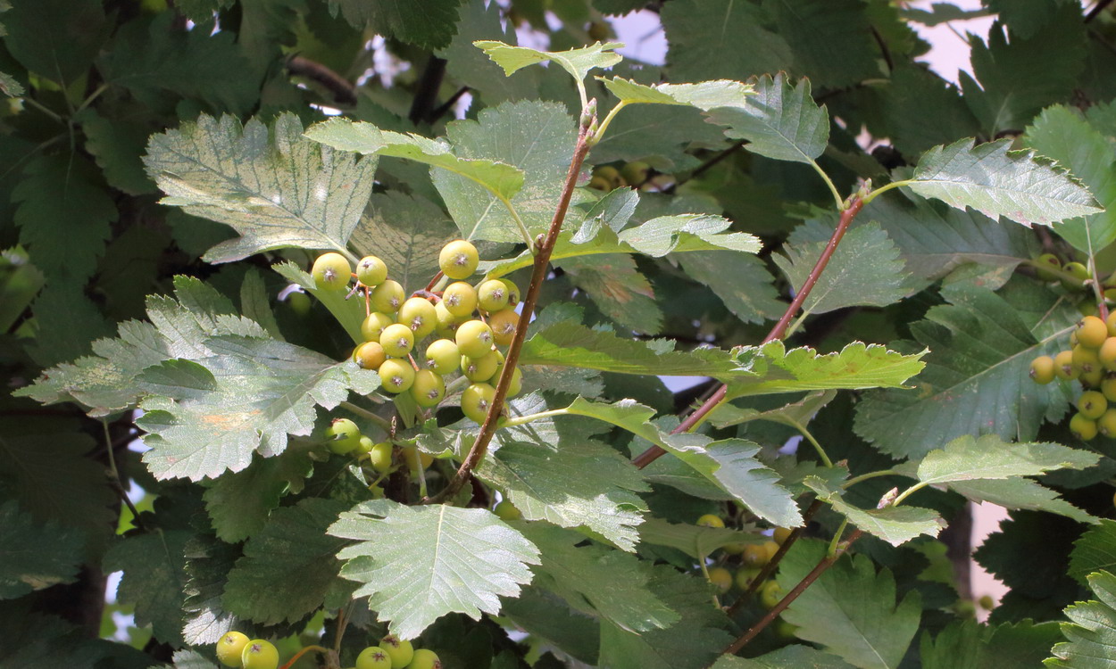 Изображение особи Sorbus intermedia.