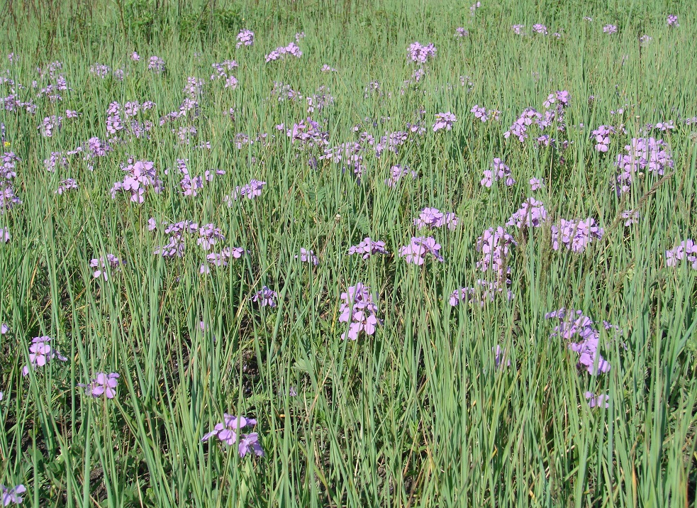 Image of Clausia aprica specimen.