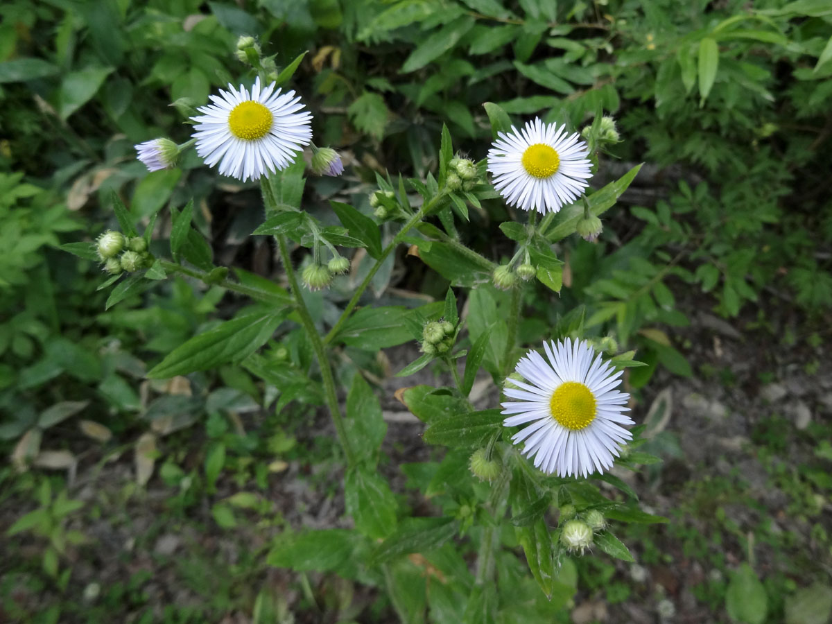 Image of Erigeron annuus specimen.